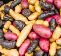 Fingerling potatoes in San Luis Valley, CO