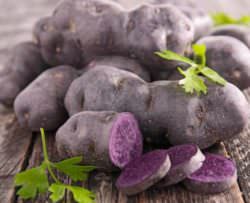 Blue Potatoes in San Luis Valley, CO